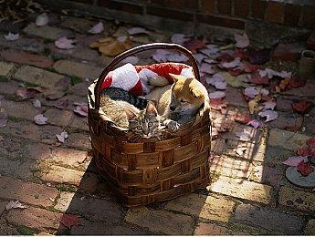 Steam 4X战略游戏节正式开启 多款大作低至1折